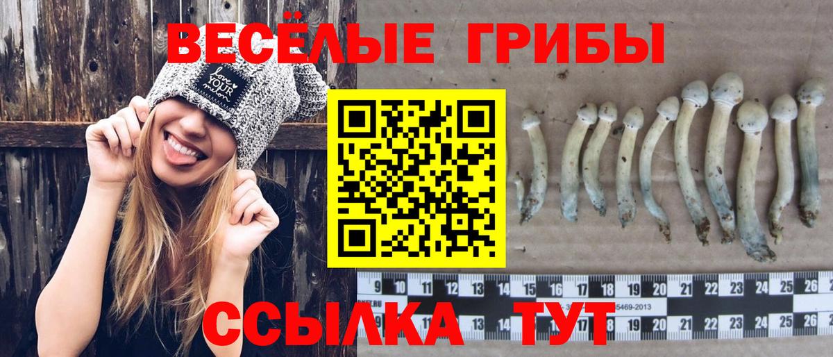 Галлюциногенные грибы Psilocybe Троицк